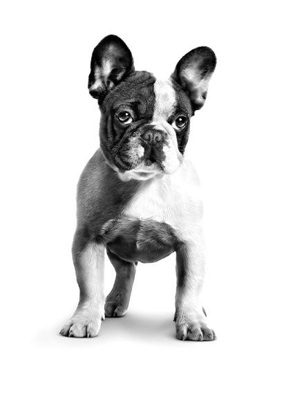French_bulldog_puppy_02_1.jpg