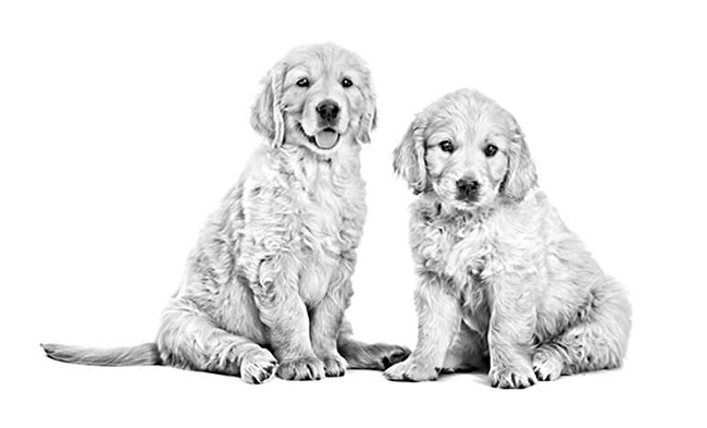 Golden_retriever_puppy_02.jpg