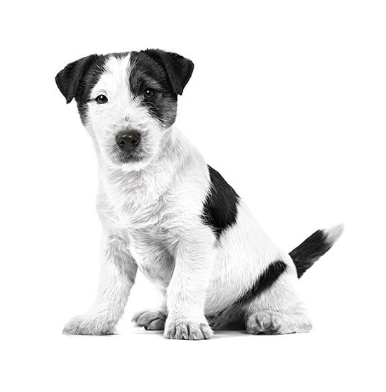 Jack_russell_puppy_02.jpg