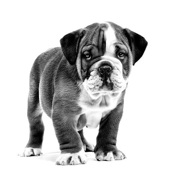 bulldog_puppy_02_2.jpg