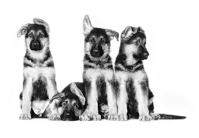german_shepherd_puppy_02_1.jpg