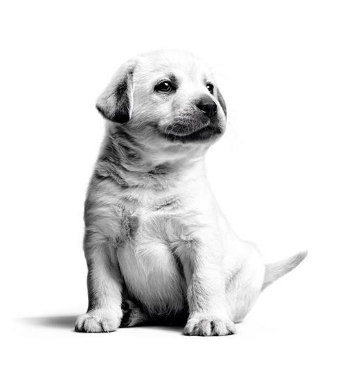 labrador_puppy_02.jpg
