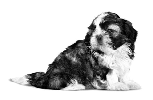 shih_tzu_puppy_02.jpg