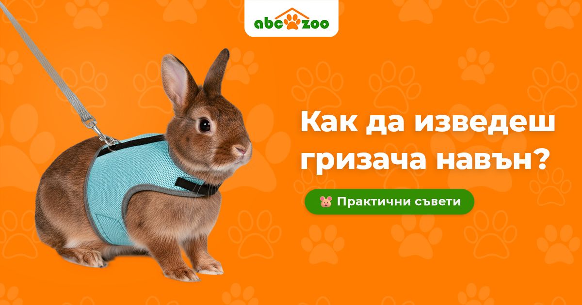 Безопасно ли е да изведете гризача навън? Практични съвети: на какво да обърнете внимание Безопасно ли е да изведете гризача навън? Практични съвети: на какво да обърнете внимание
