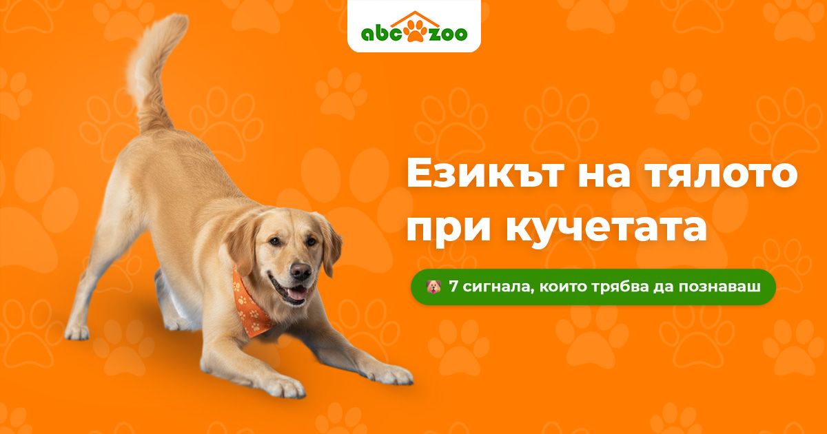 Езикът на тялото при кучетата: Как да разчитате 7 ключови сигнала