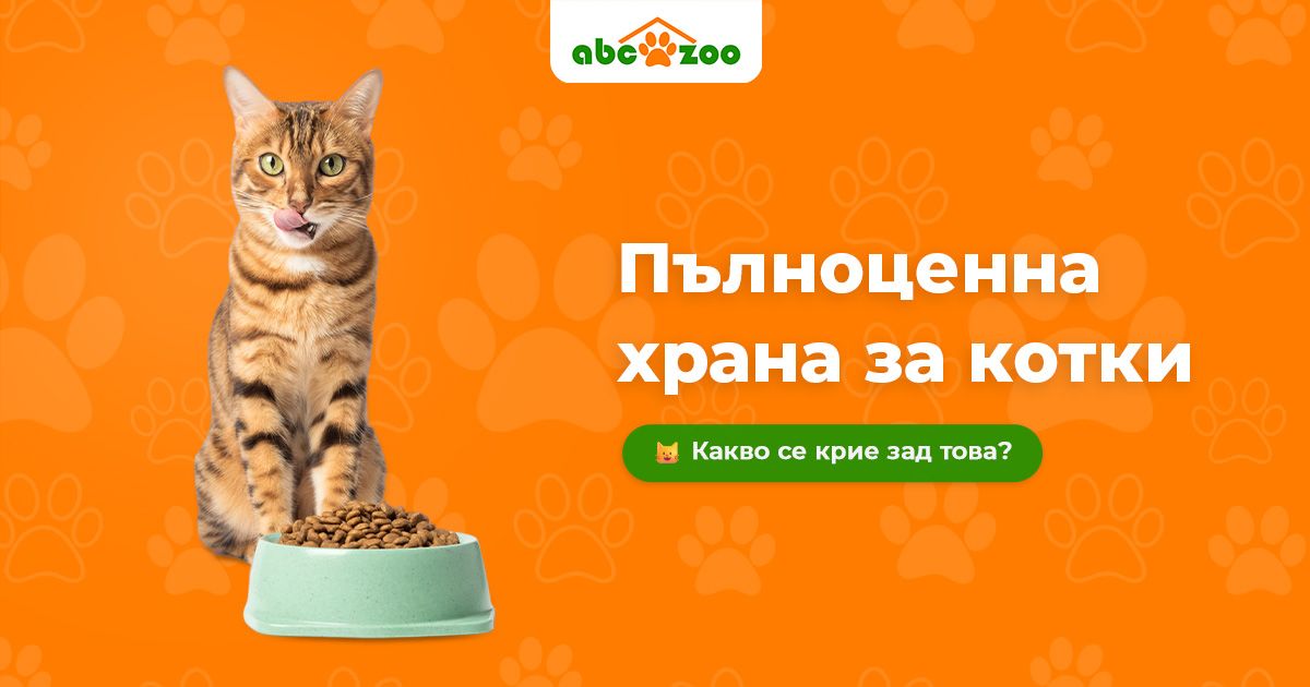 Здравето на котката започва в купичката: Какво трябва да съдържа качествената храна и защо това е важно?