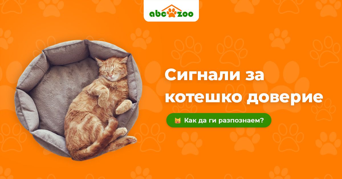 Основен знак за доверие от вашата котка: Какво да наблюдавате?